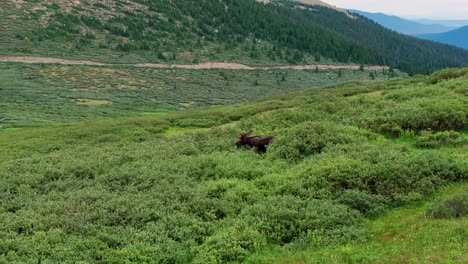 Moose-grazes-on-shrubs-in-dense-alpine-vibrant-green-hillside,-aerial-parallax