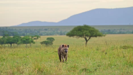 Toma-En-Cámara-Lenta-De-Una-Hiena-Caminando-Lentamente-A-Través-De-Pastizales-Con-La-Esperanza-De-Encontrar-Comida-Para-Hurgar,-Vida-Silvestre-Africana-En-La-Reserva-Nacional-Masai-Mara,-Kenia,-Animales-De-Safari-Africanos-En-La-Conservación-Del-Norte-De-Masai-Mara