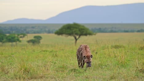 Toma-En-Cámara-Lenta-De-Una-Hiena-Caminando-Lentamente-A-Través-De-Pastizales-Con-La-Esperanza-De-Encontrar-Comida-Para-Hurgar,-Vida-Silvestre-Africana-En-La-Reserva-Nacional-Masai-Mara,-Kenia,-Animales-De-Safari-Africanos-En-La-Conservación-Del-Norte-De-Masai-Mara