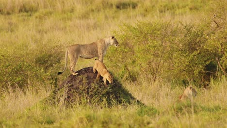 Slow-Motion-Shot-of-Female-lion-mother-on-termite-mound-protecting-young-baby-cubs,-watching-for-prey-to-hunt-across-Maasai-Mara-National-Reserve,-Kenya,-Africa-Safari-Animals-in-Masai-Mara