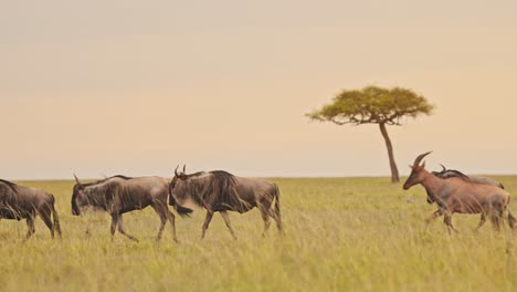Cámara-Lenta-De-Manada-De-ñus-Corriendo-En-La-Sabana,-Animales-De-Safari-De-Vida-Silvestre-Africana-Masai-Mara-En-Paisajes-De-Sabana-Con-Acacia-En-Kenia,-áfrica-En-La-Gran-Migración-Masai-Mara