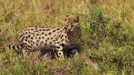 Slow-Motion-Shot-of-Serval-hunting-in-luscious-grasslands-for-small-prey,-pouncing-and-jumping,-National-Reserve-in-Kenya,-Africa-Safari-Animals-in-Masai-Mara-North-Conservancy