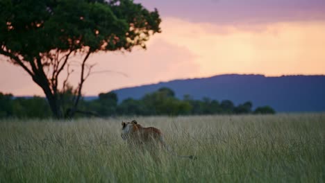 Slow-Motion-Shot-of-Beautiful-landscape-scenery-at-dusk-with-a-group-of-Lions-lying-down-looking-out-over-the-amazing-Maasai-Mara-National-Reserve,-Kenya,-Africa-Safari-Animals-in-Masai-Mara