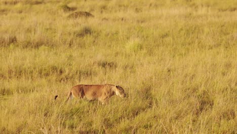 Weibliche-Löwin-Streift-Durch-Das-Hohe-Gras-Der-Afrikanischen-Savanne-Auf-Der-Jagd-Nach-Beute,-Raubtier-Im-Masai-Mara-Nationalreservat,-Kenia