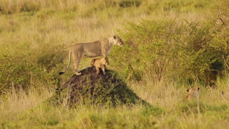 Female-lion-mother-on-termite-mound-protecting-young-baby-cubs,-watching-for-prey-to-hunt-across-Maasai-Mara-National-Reserve,-Kenya,-Africa-Safari-Animals-in-Masai-Mara-North-Conservancy