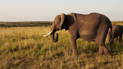 Slow-Motion-of-African-Elephant,-Africa-Wildlife-Animals-in-Masai-Mara,-Kenya,-Steadicam-Gimbal-Tracking-Shot-Following-Elephants-Walking-Grazing-and-Feeding-in-the-Savanna-in-Maasai-Mara