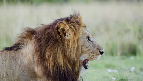 Slow-Motion-of-Male-lion-Close-Up-Portrait-in-Maasai-Mara-National-Reserve,-African-Wildlife-in-Kenya,-Africa,-Beautiful-Safari-Animal-in-Masai-Mara-National-Park,-Big-Five-Animal-Lying-on-Ground