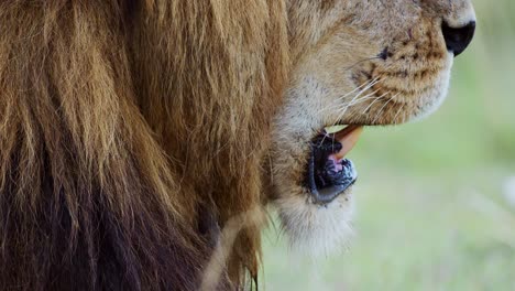 Male-lion-close-up-detail-of-mouth-and-teeth,-African-Safari-Wildlife-Animal-in-Maasai-Mara-National-Reserve-in-Kenya,-Africa,-Masai-Mara-National-Park,-Mara-North-Conservancy