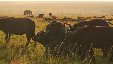 Cámara-Lenta-De-La-Manada-De-Búfalos-Africanos,-Animales-Africanos-En-Un-Safari-De-Vida-Silvestre-En-Masai-Mara-En-Kenia-En-La-Reserva-Nacional-De-Masai-Mara,-Hermosa-Luz-Solar-De-La-Hora-Dorada-En-El-Paisaje-De-La-Sabana