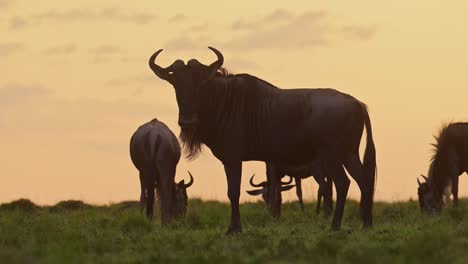 Slow-Motion-of-Wildebeest-Herd-Silhouette,-Silhouetted-in-Orange-Sunset,-Grazing-Grass-in-Africa-Savannah-Plains-Landscape-Scenery,-African-Masai-Mara-Safari-Wildlife-Animals-in-Maasai-Mara