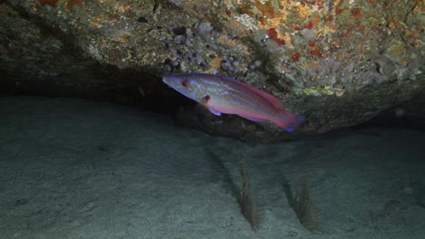 Colorful-fish-swimming-near-corals