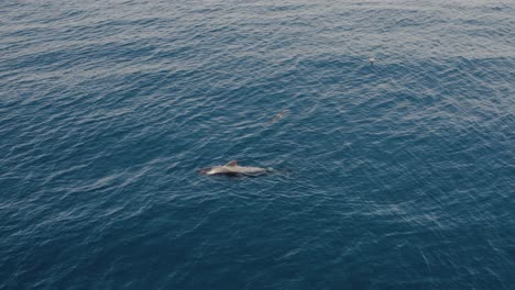 Delfines-Nadando-En-Agua-De-Mar-Ondulada-Durante-El-Día.