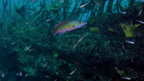 Colorful-fish-swimming-near-corals