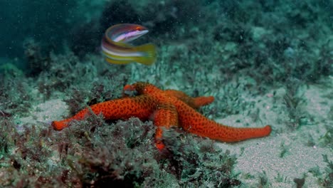 Sea-star-near-corals-under-clear-sea