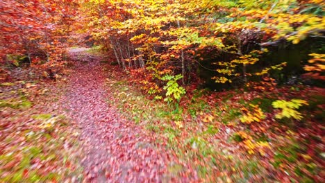 Scenic-autumn-forest-with-colorful-vegetation-and-fallen-leaves
