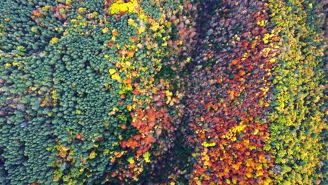 Bosque-Otoñal-Con-árboles-Coloridos