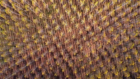 Scenic-drone-view-of-rows-of-trees-growing-in-countryside-in-sunlight