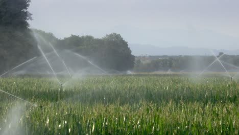 Sprinklers-watering-field-at-sunrise