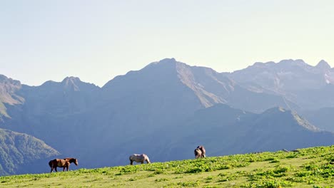 Herd-of-horses-grazing-on-meadow-in-sunny-day