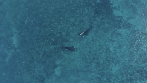 Ballenas-Nadando-En-El-Océano-Azul