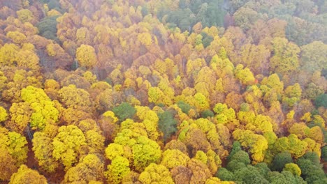 Atemberaubende-Aussicht-Auf-Den-Wald-Im-Herbst