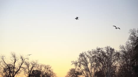 Birds-flying-during-sunset-in-Madrid