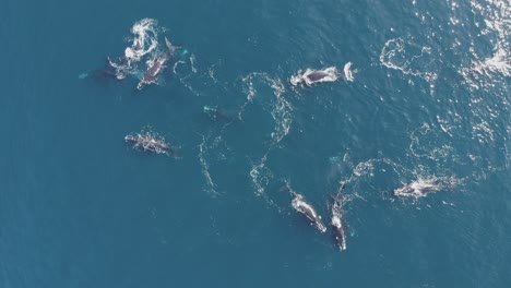 Whales-swimming-in-blue-ocean