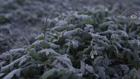 Frozen-plants-with-the-morning-dew