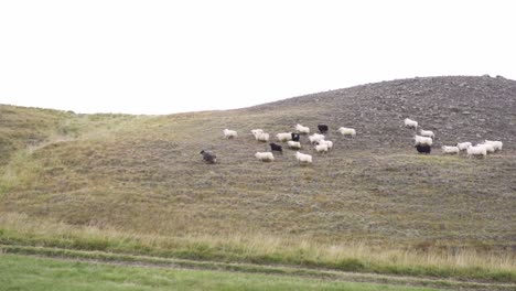 Herd-of-sheep-running-on-hill