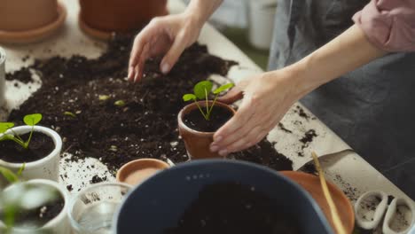 Crop-female-gardener-planting-sprout-on-messy-table
