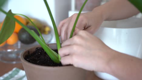 Crop-woman-transplanting-plant-at-home