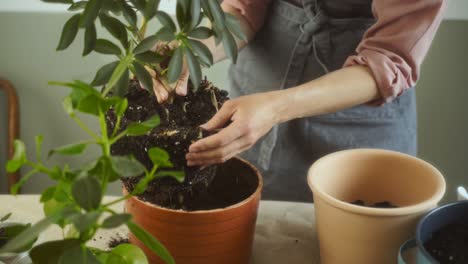 Female-gardener-uprooting-Schefflera-arboricola-plant