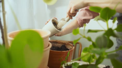 Crop-woman-preparing-to-transplant-succulent