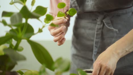 Ernteweibchen-Pflanzt-Spross-Einer-Chinesischen-Geldpflanze