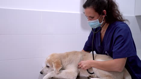 Tierarzt-Mit-Stethoskop-Untersucht-Golden-Retriever-In-Der-Klinik
