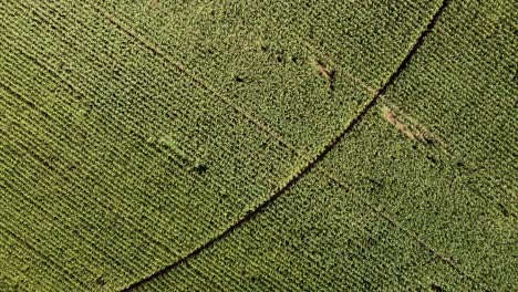 Aerial-view-of-agricultural-field