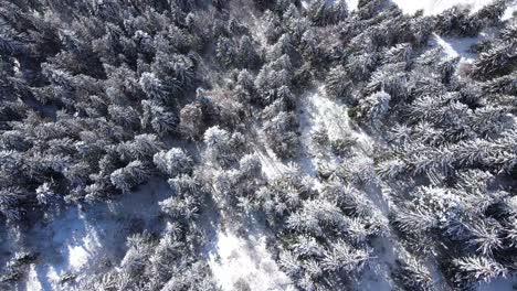 Snowy-coniferous-forest-growing-in-mountainous-terrain-in-winter