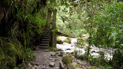 Unrecognizable-traveler-walking-on-footbridge-in-forest