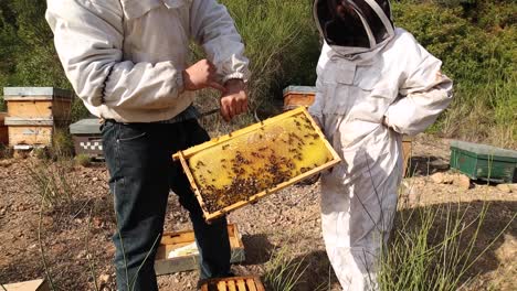Beekeepers-using-smoker-in-apiary