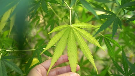 Crop-person-touching-green-leaves-of-hemp-plant