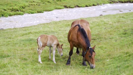 Horse-and-foal-walking-in-green-meadow