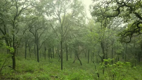 Bosque-De-Niebla-Con-árboles-Altos-En-El-Campo