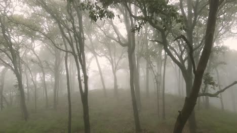 Foggy-forest-with-tall-trees-in-countryside