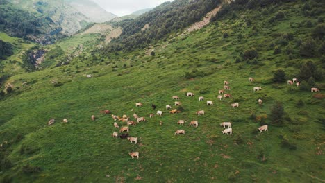 Herd-of-cows-grazing-on-hill-in-mountains