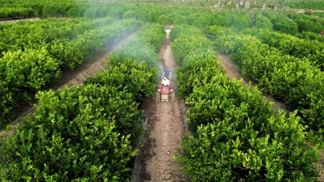 Anonymous-farmer-driving-tractor-spraying-pesticide-on-lemon-trees