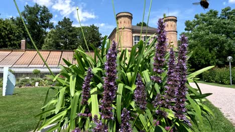 Lila-Riesiger-Ysop,-Der-Sich-Im-Wind-Vor-Dem-Wunderschönen-Barocken-Turmtorgebäude-Am-Botanischen-Garten-In-Karlsruhe-Wiegt