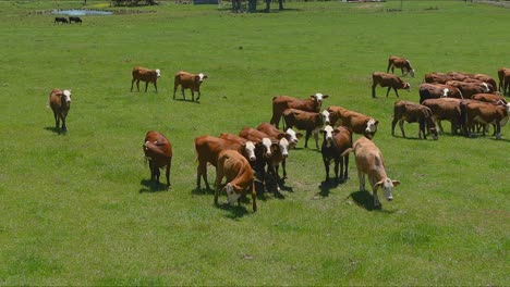 Campo-De-Vacas-En-El-Este-De-Texas