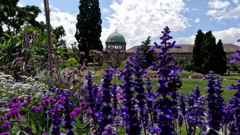 Hisopo-Gigante-Púrpura-Y-Otras-Flores-Meciéndose-Con-El-Viento-Frente-Al-Hermoso-Edificio-En-El-Jardín-Botánico-De-Karlsruhe