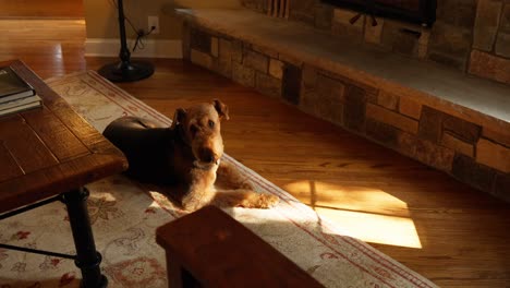 close-up-of-an-Airedale-Terrier-dog-laying-on-a-rug-in-the-sunshine-in-front-of-a-stone-fireplace