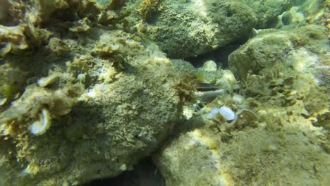 Erkundung-Des-Meeresbodens-Im-Mittelmeer:-Filmen-Der-Anmutigen-Kamm-Lippfische,-Wie-Sie-In-Ihrem-Natürlichen-Lebensraum-Zwischen-Felsen-Schwimmen
